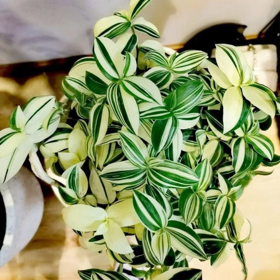 吊兰常春藤耐阴垂吊室内绿植盆栽 青白玉长度15-20厘米160盆型【图片