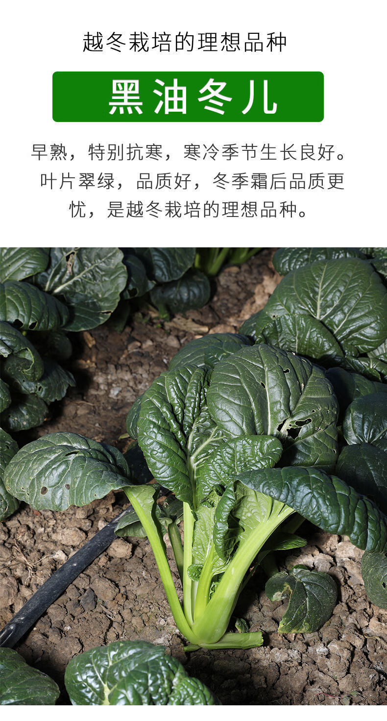 耐寒0下20度黑菜种子土菜四季易种黑油白菜秋季播种耐寒高产2袋2袋