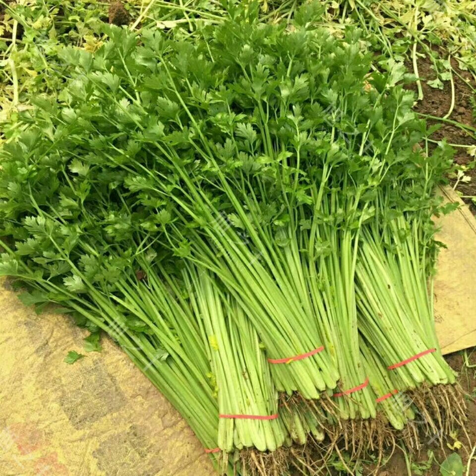 四季小香芹种子四季蔬菜种子室内阳台盆栽西芹菜种子易种菜籽小香芹