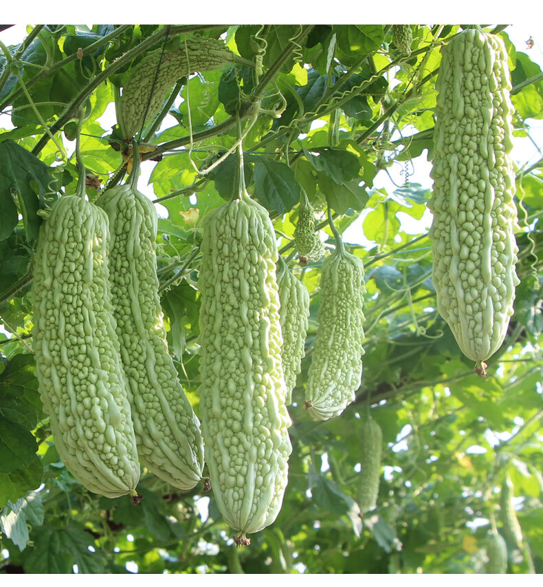 湖南浏阳本地新鲜苦瓜当季蔬菜凉瓜老品种农家自种苦瓜可榨汁1500g