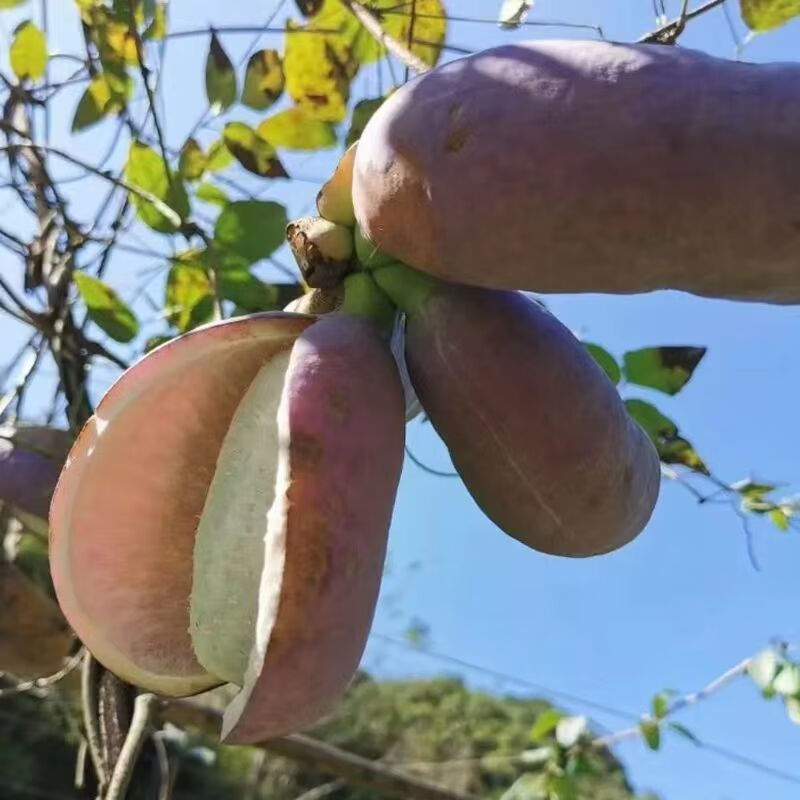 八月瓜八月炸新鲜上市现摘现发野生预知子九月炸孕妇当季罕见野果 现