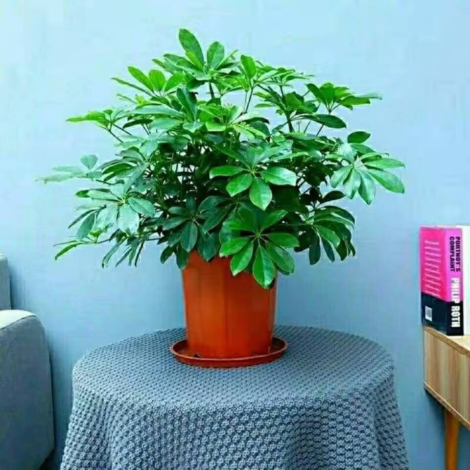 精选现发四季常青鸭脚木八方来财室内客厅阳台办公室盆栽绿植四季好