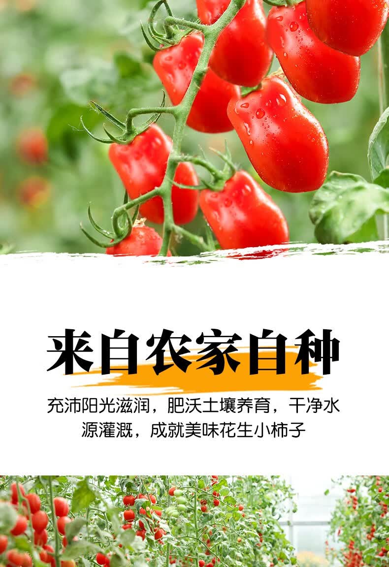 花生小番茄丹东特产新鲜小番茄水果小柿子圣女果草莓柿子孕妇 精选三