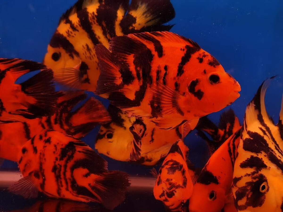 热带观赏鱼淡水鱼发财鱼红白鹦鹉鱼活鱼风水鱼招财黑红黄斑马活体 12