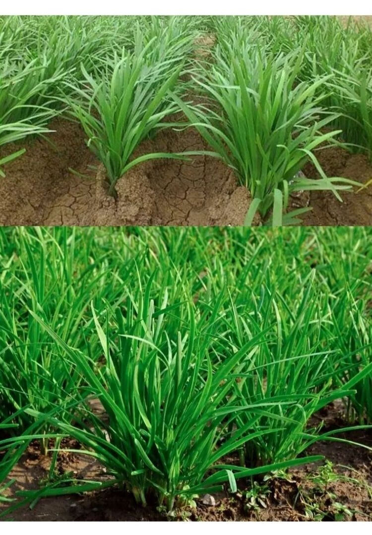 新鲜韭菜嫩韭菜应季时令蔬菜 3斤【图片 价格 品牌 报价】-京东