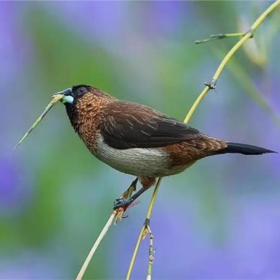 ajaj保姆鸟十姐妹鸟活体种鸟活纹鸟珍珠鸟宠物鸟观赏鸟成年说话鸟繁殖