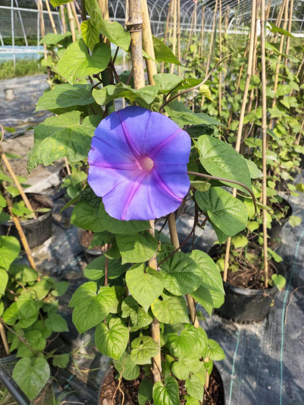 巨型宿根蓝紫变色大花牵牛花苗爬藤阳台拱门多年生耐热寒牵牛120mm