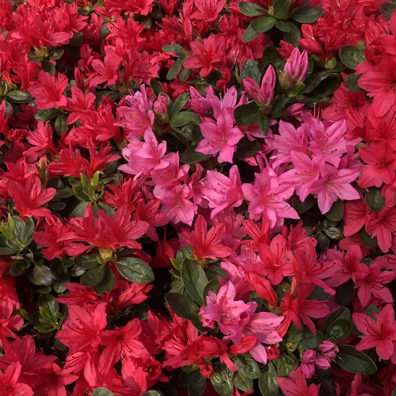 万紫千红杜鹃树桩盆景植物花卉盆栽阳台庭院摆放榆树紫薇黑松室内红色