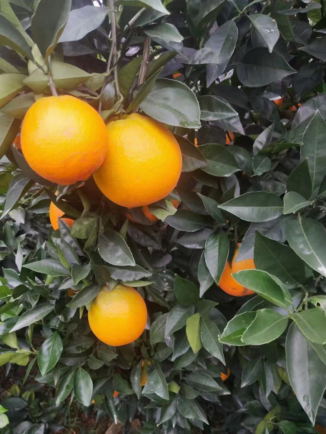 江西赣南脐橙当季新鲜黄金橙 带箱-3斤精品大果