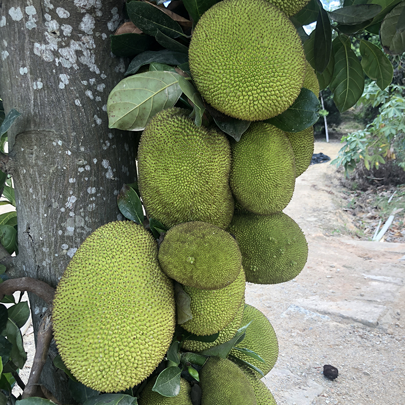 菠蘿蜜苗樹苗 馬來西亞一號果大菠蘿蜜 四季菠蘿蜜 紅肉菠蘿蜜苗幹苞