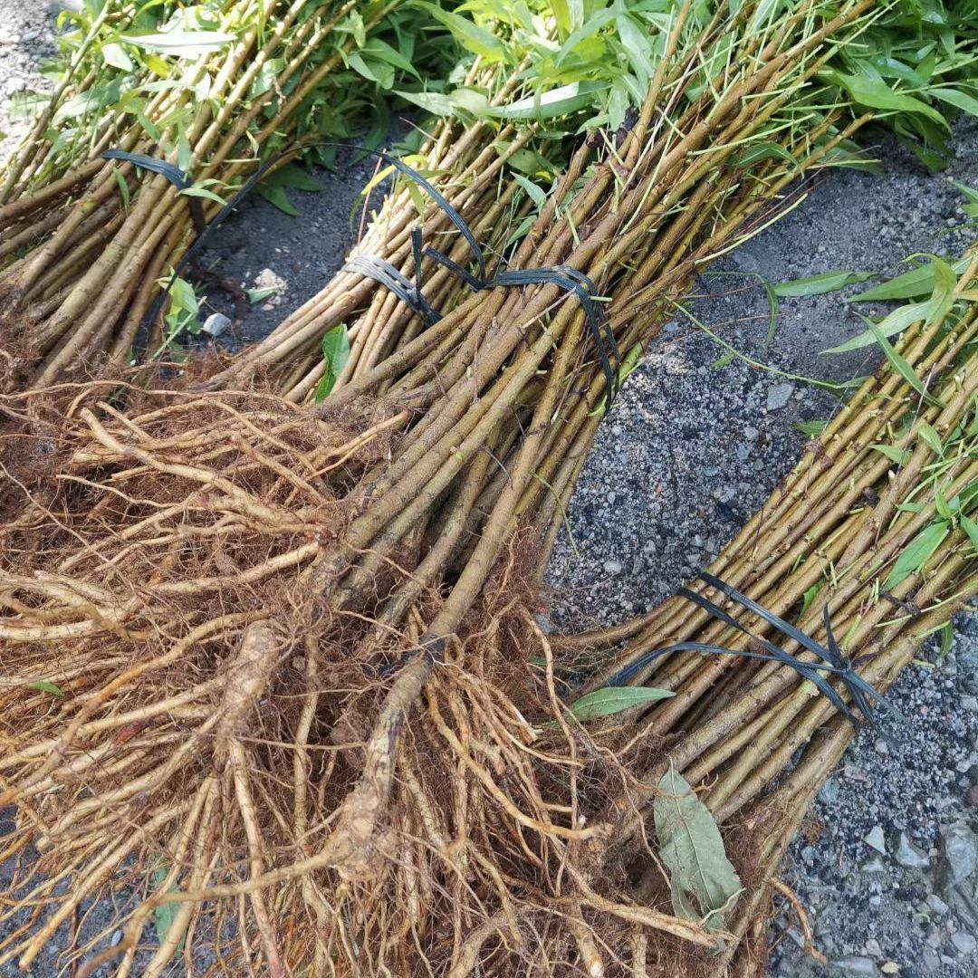 毛桃树苗100颗桃树实生苗桃树苗原生山桃砧木拆迁占地苗野毛桃苗 50
