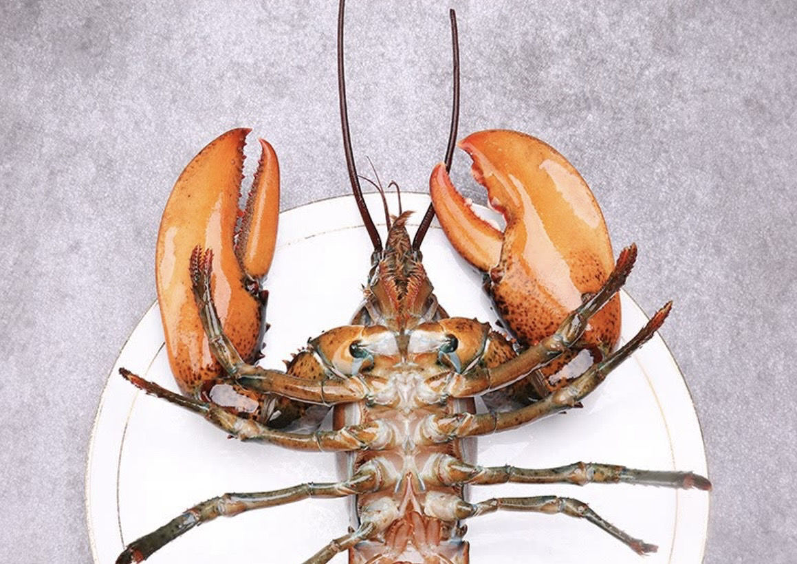 《可发s.h》【超大波龙8斤】波士顿龙虾 2-8斤鲜冻 6斤【图片 价格 品