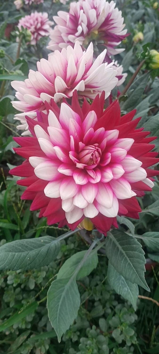 精选绿植大丽花花苗地瓜花苗带芽球根花卉庭院花带花重瓣盆栽植物花圃