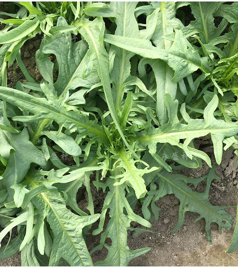 奔奥正宗高州唛菜种子八甲唛多枝多芽甜麦菜种籽美人剑苦麻菜蔬菜种孑