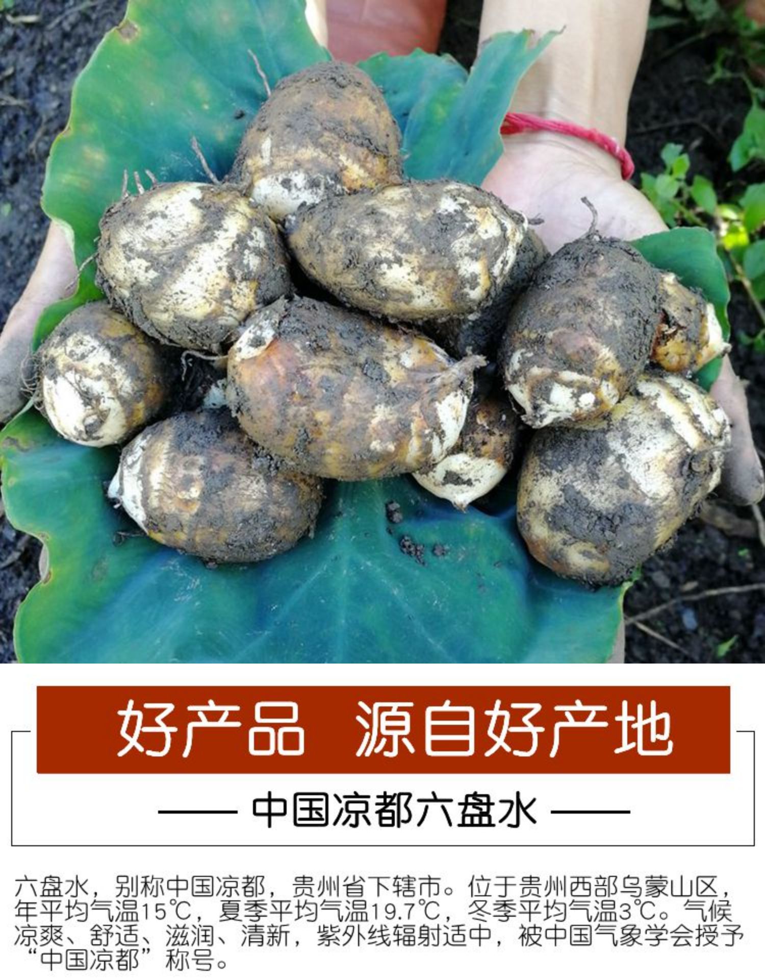 10斤现挖贵州新鲜芋头小芋头农家芋艿粉糯香芋小毛芋头芋儿仔芋4546kg