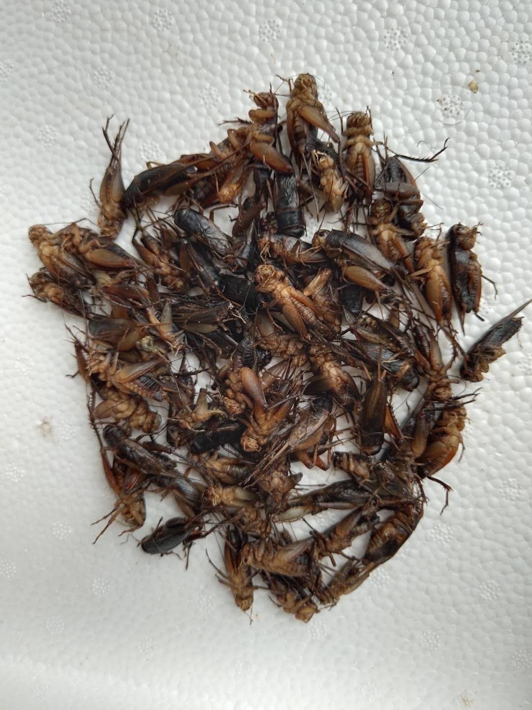 伟博2020新货活体速冻蟋蟀油葫芦蛐蛐土蛰了个头大退货包运费2斤实惠