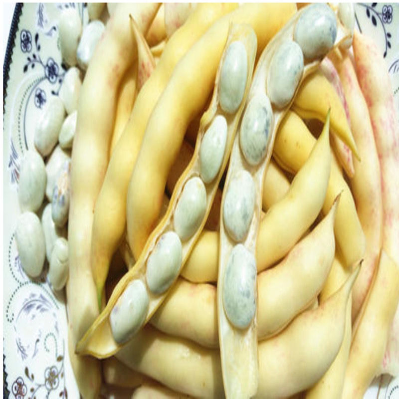 新鲜蔬菜东北黄金钩豆角 鲜勾黄 八月忙 黄金勾 沟沟黄 鼓豆豆角 黄沟