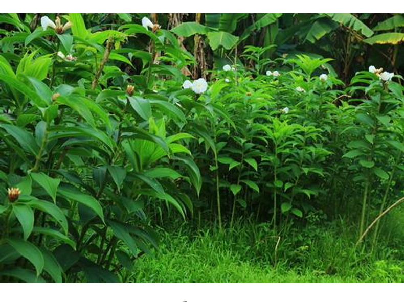 新鲜南姜 冬阴功汤料 山姜头蓝姜食用 5斤【图片