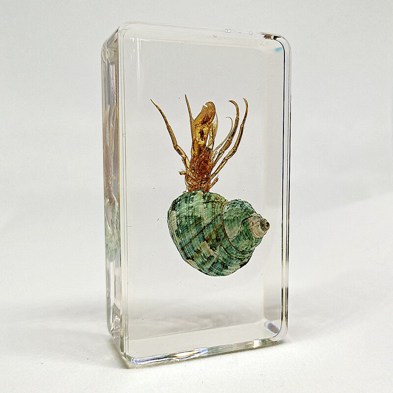 海洋类树脂标本爬行类真实动物青蛙珊瑚热带鱼螃蟹生物卡其色乌龟中号