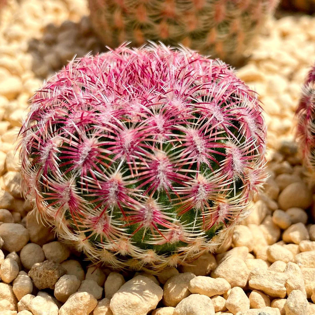 易养开红花室内多肉植物绿植盆栽麦桑荷红太阳侧芽1颗3厘米侧芽无根
