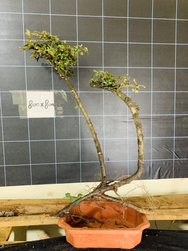 麦桑荷白花荀子红花老桩盆景米叶珍珠荀子植物开花盆景不落叶红果 12