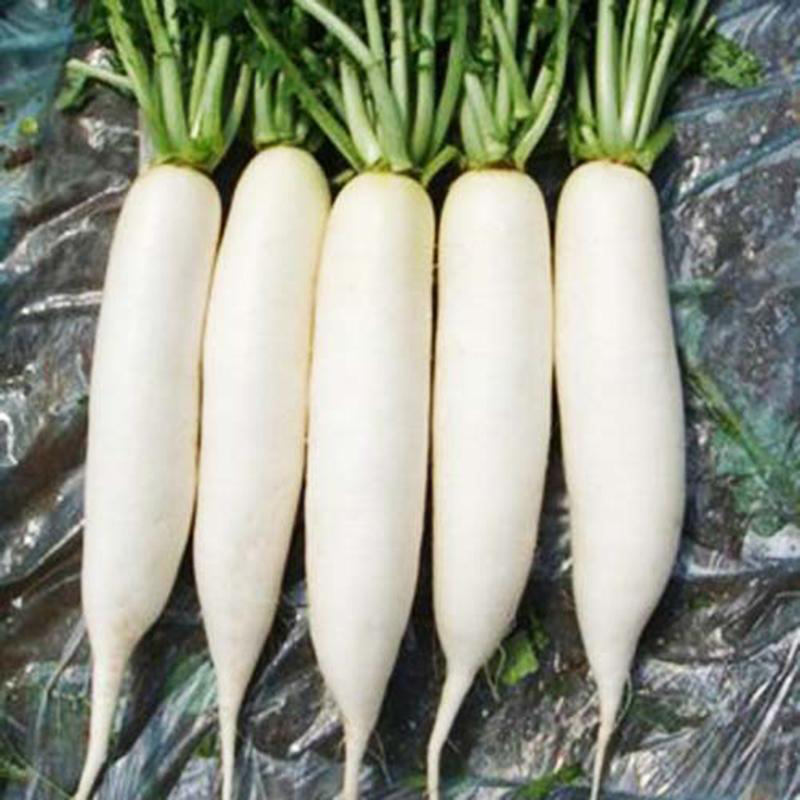 长白萝卜种籽新白玉春白丽春长白萝卜种子高产顺直脆甜水果萝卜籽 白