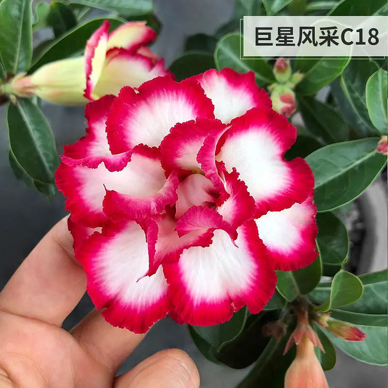 重瓣沙漠玫瑰多年生老桩四季好养盆栽开花绿植养不死耐旱花卉多肉