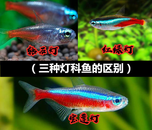 霓虹燕子寶蓮燈火翅金鑽南美鑽石燈熱帶淡水魚小型觀賞魚包損-b 寶蓮