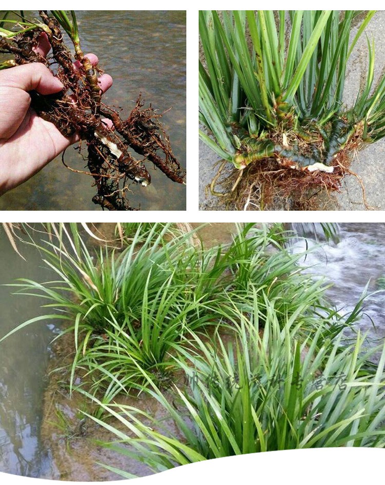 100克大别山野生石菖蒲中药材石菖蒲茶石昌浦石昌蒲【图片 价格 品牌