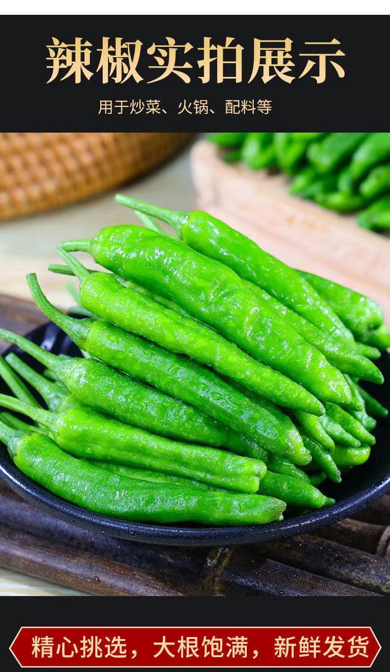 新鲜辣椒特辣青线椒现摘杭椒当季蔬菜巨辣批发 农家青杭椒(中辣) 新鲜