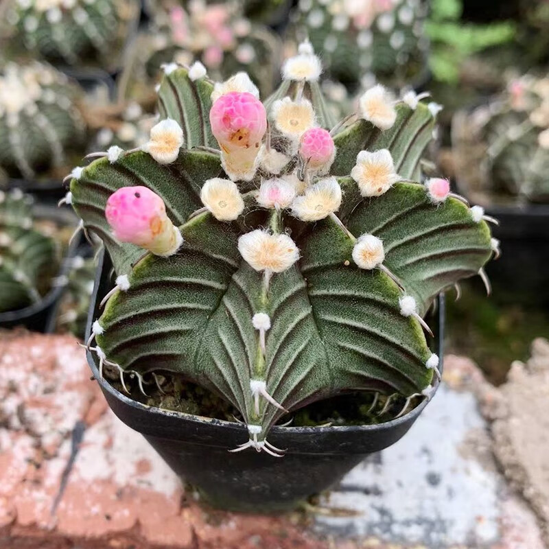 肋骨仙人球实生球开花好养易活美观趣味办公阳台窗台绿植牡丹仙人