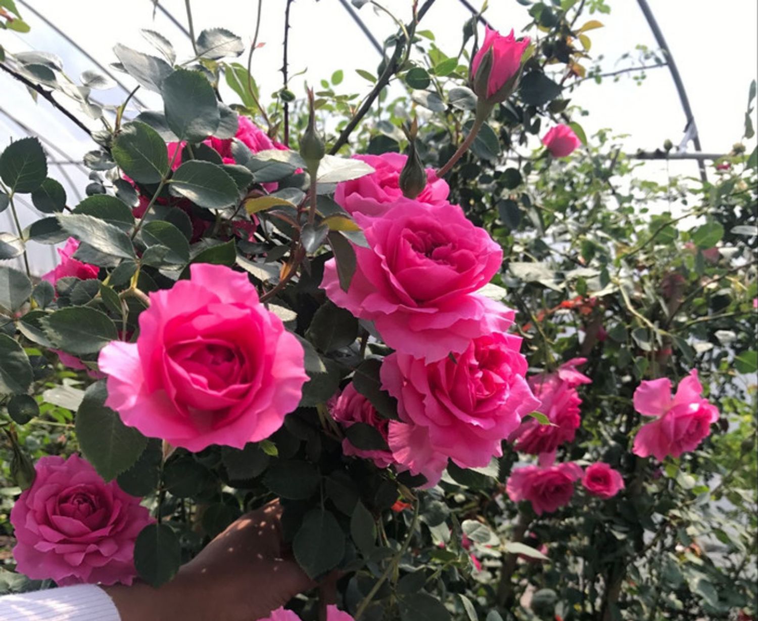 藤本月季粉色龙沙宝石特大花苗庭院爬藤多蔷薇浓香四季开带花发货 红