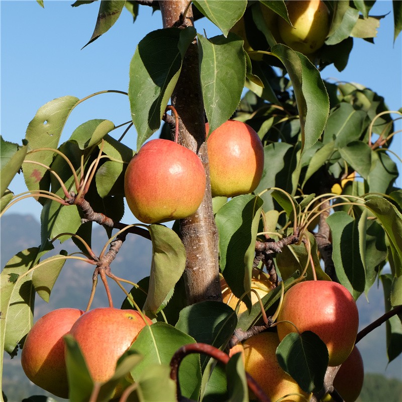北京发货5斤装北京平谷新鲜红肖梨老北京红梨沙梨甜梨可煮红梨单果2两