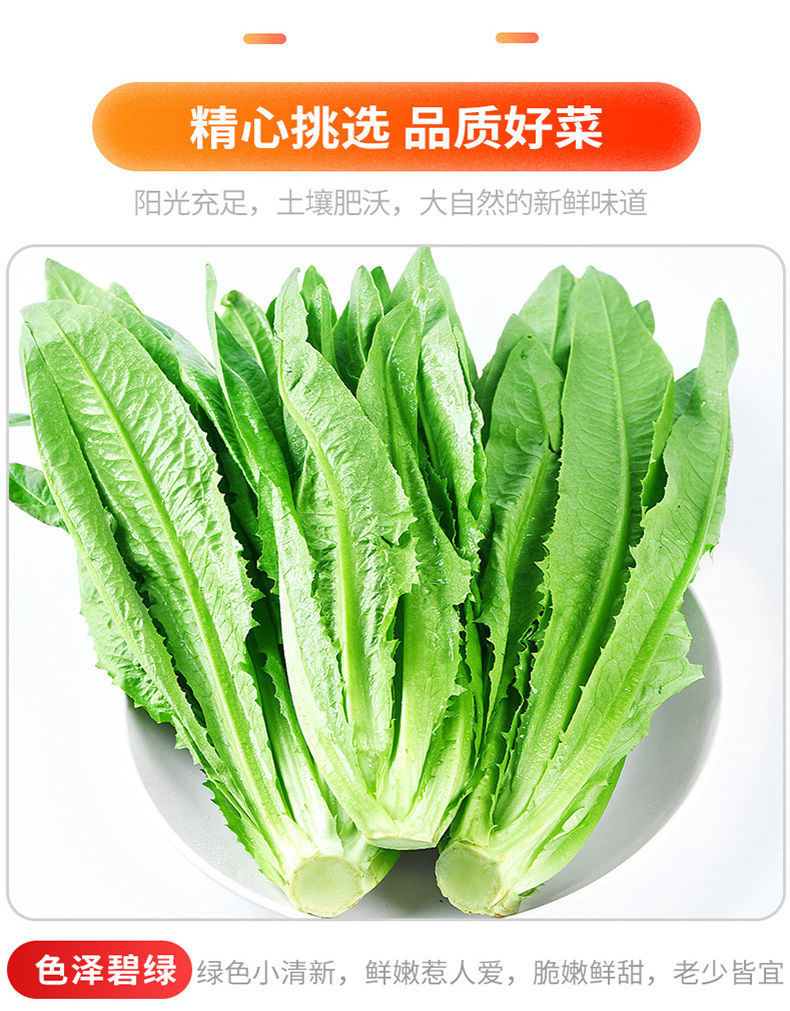 新鲜蔬菜油麦菜青菜可生吃火锅叶菜莜麦菜1斤精选装