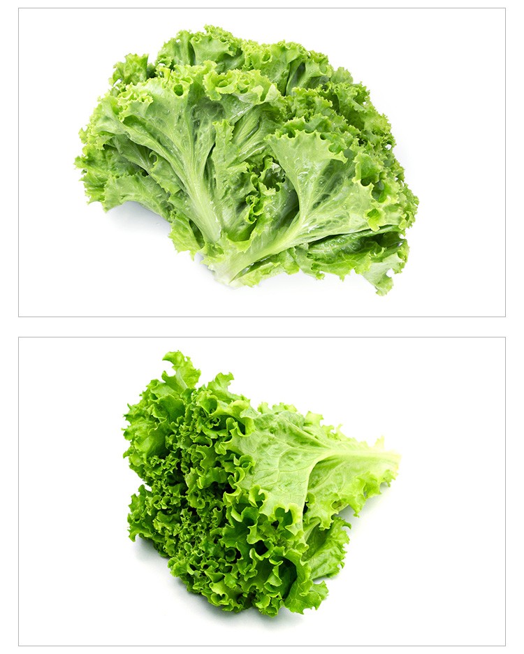 【顺丰】罗莎绿生菜 绿萝莎花叶生菜 新鲜蔬菜即食沙拉食材 500g