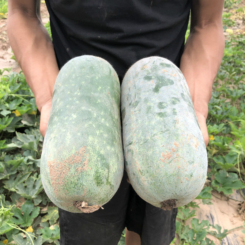 新鲜迷你水果小冬瓜香冬瓜批发挂霜白皮绿色蔬菜毛冬瓜 2斤