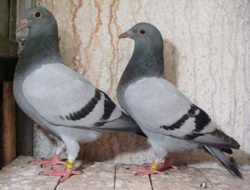 信鸽活体大鼻子信鸽小鸽成年种鸽幼鸽苗成绩比赛鸽包公母一对包活包