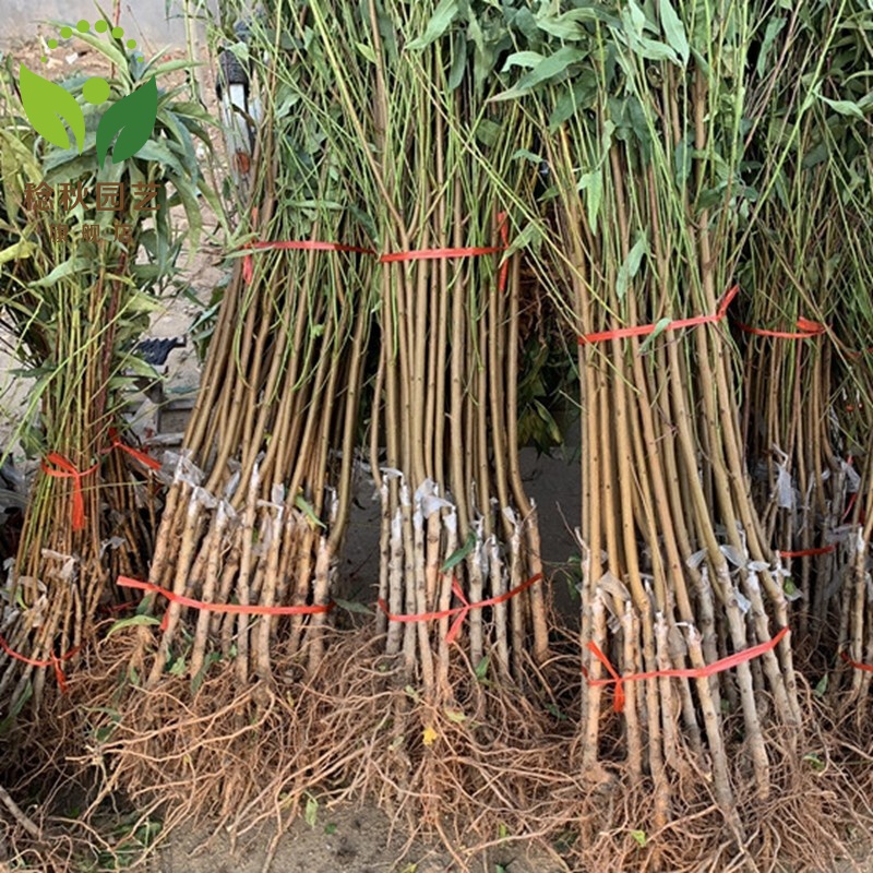 阳山水蜜桃树苗 嫁接桃树苗 盆栽地栽桃子黄桃苗 南方北方种植庭院