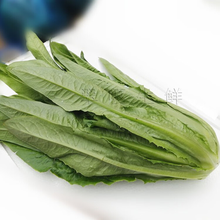 油麦菜5斤油荬香水生菜当季青菜四季农家自种时令蔬菜3生鲜 1500g