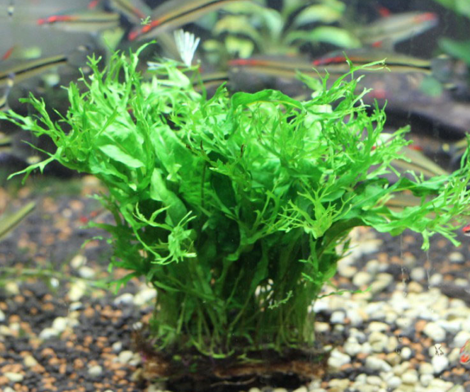 丹麦细叶铁皇冠大叶绿九冠水下叶不用二氧化碳四季淡水阴性水草大叶绿