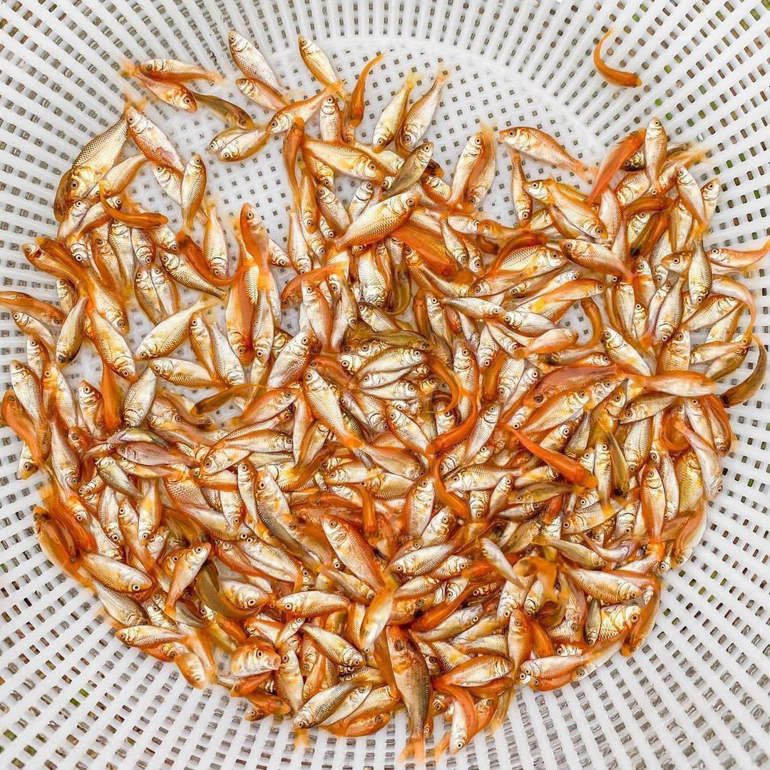 大品种兴国红鲤鱼苗可食用淡水养殖鱼苗荷包红鲤鱼苗批发包活 兴国红