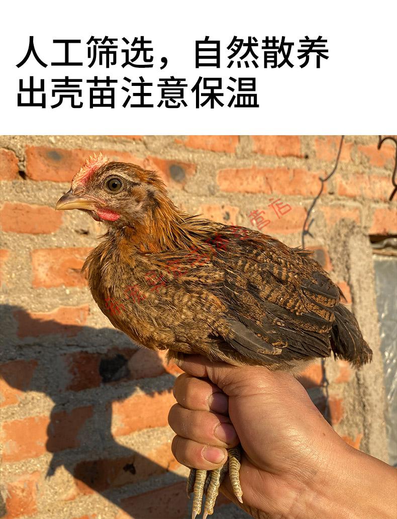 云南茶花鸡种蛋受精蛋可孵化小鸡活苗观赏鸡长尾鸡珍珠贵妃20枚 10枚