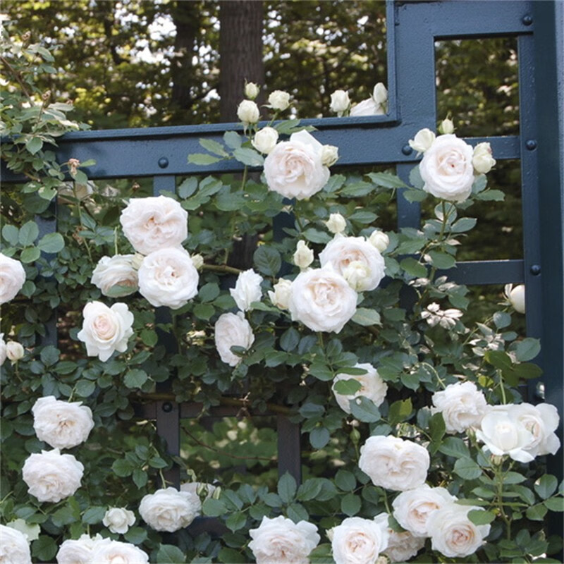 花仙知爬藤月季白色龙沙宝石藤本月季花苗爬藤大苗阳台盆栽栅栏爬墙