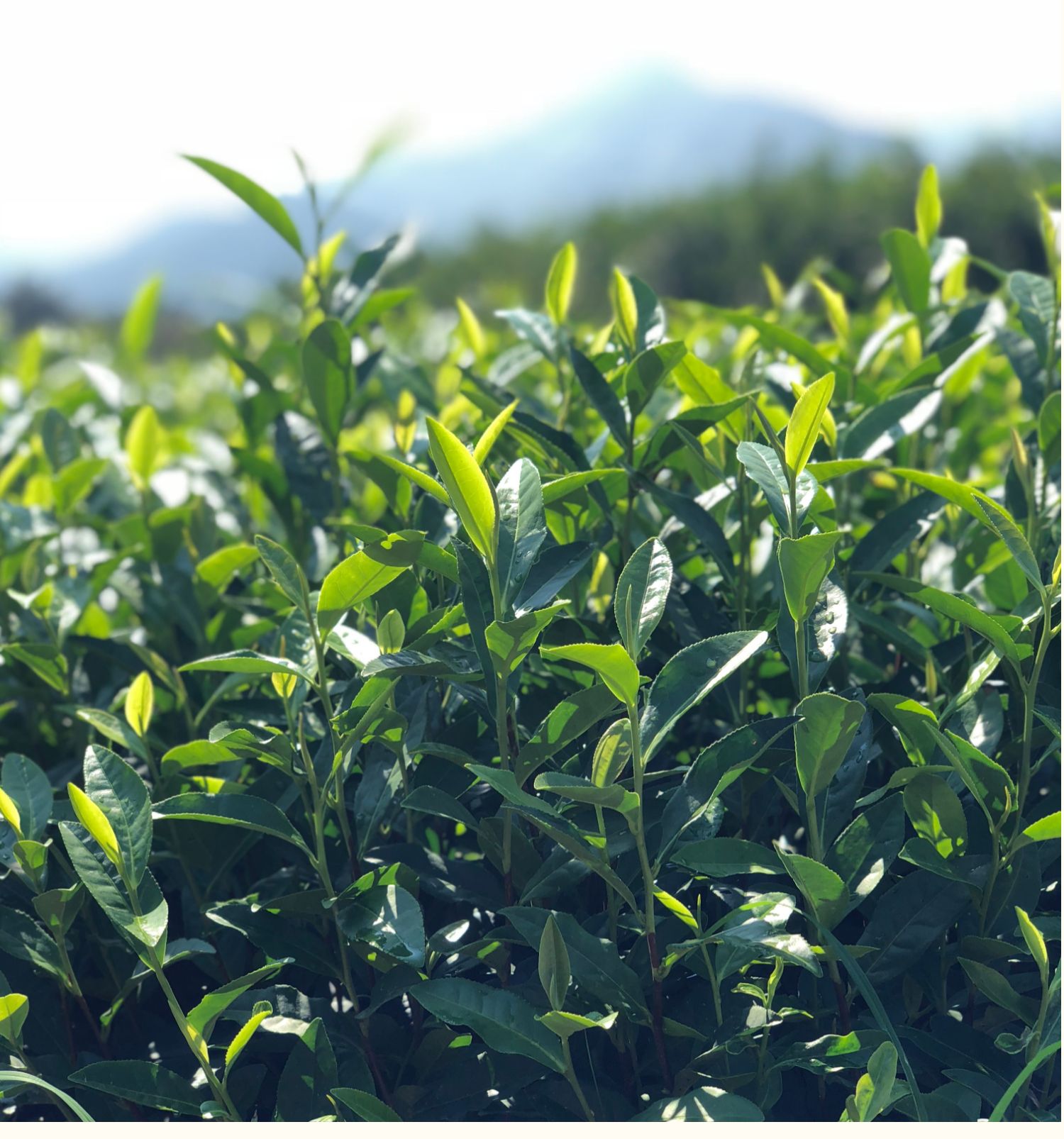 茶葉樹苗特早白龍井43茶苗烏牛早安吉白茶綠茶苗鐵觀音毛尖奶白茶苗