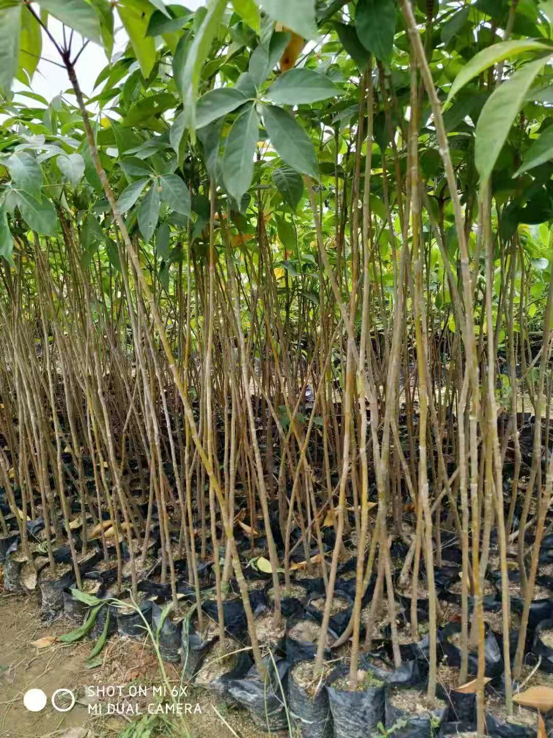 木棉花树苗木棉花苗英雄苗红木棉盆栽地栽庭院别墅道路绿化树110120cm