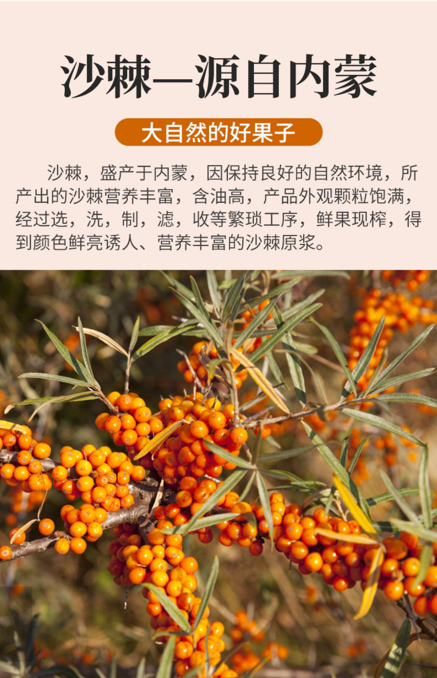 沙棘原浆沙棘原浆果汁100原浆内蒙官方旗舰店野草小果沙棘纯原浆新疆