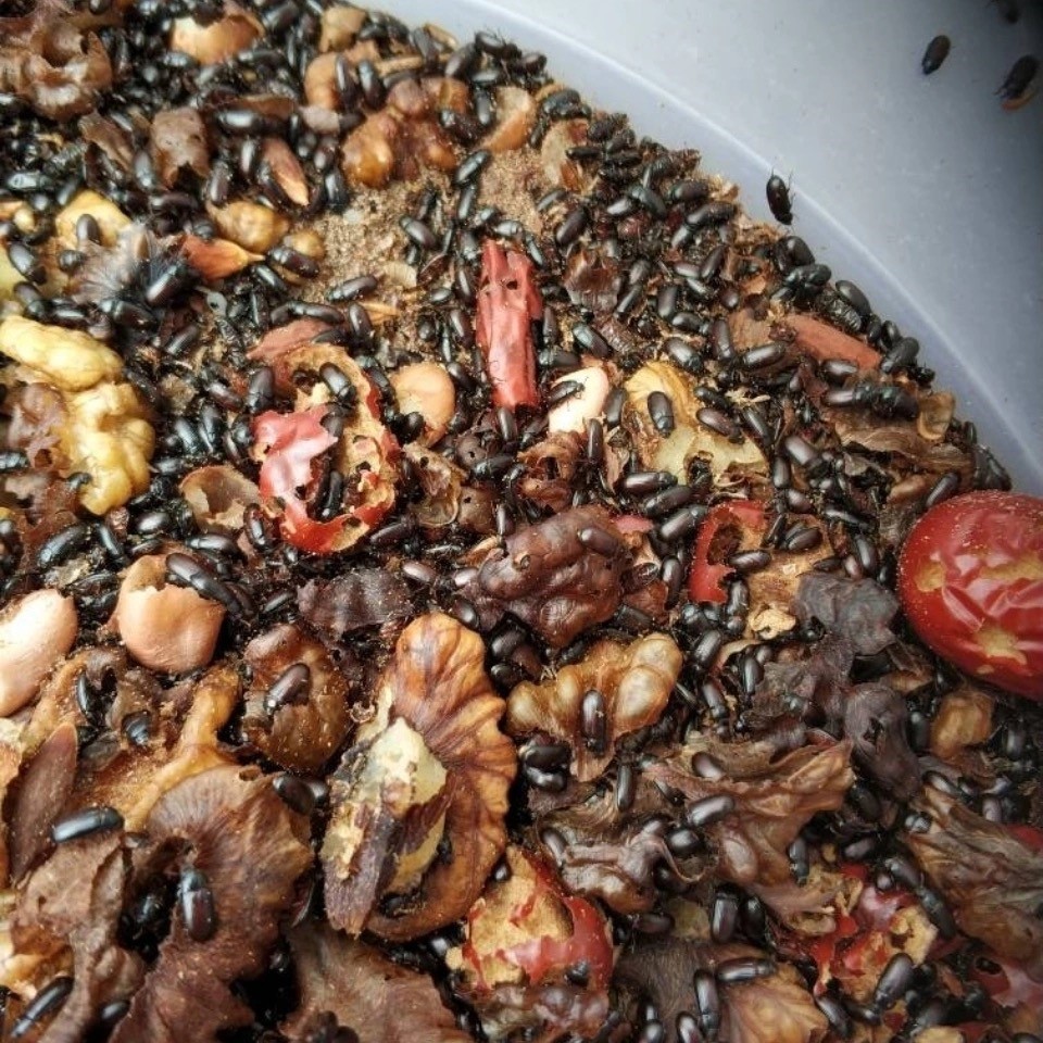 伟博九龙虫专业养殖活体幼虫虫药材食材用养生泡茶洋虫宠物虫活虫