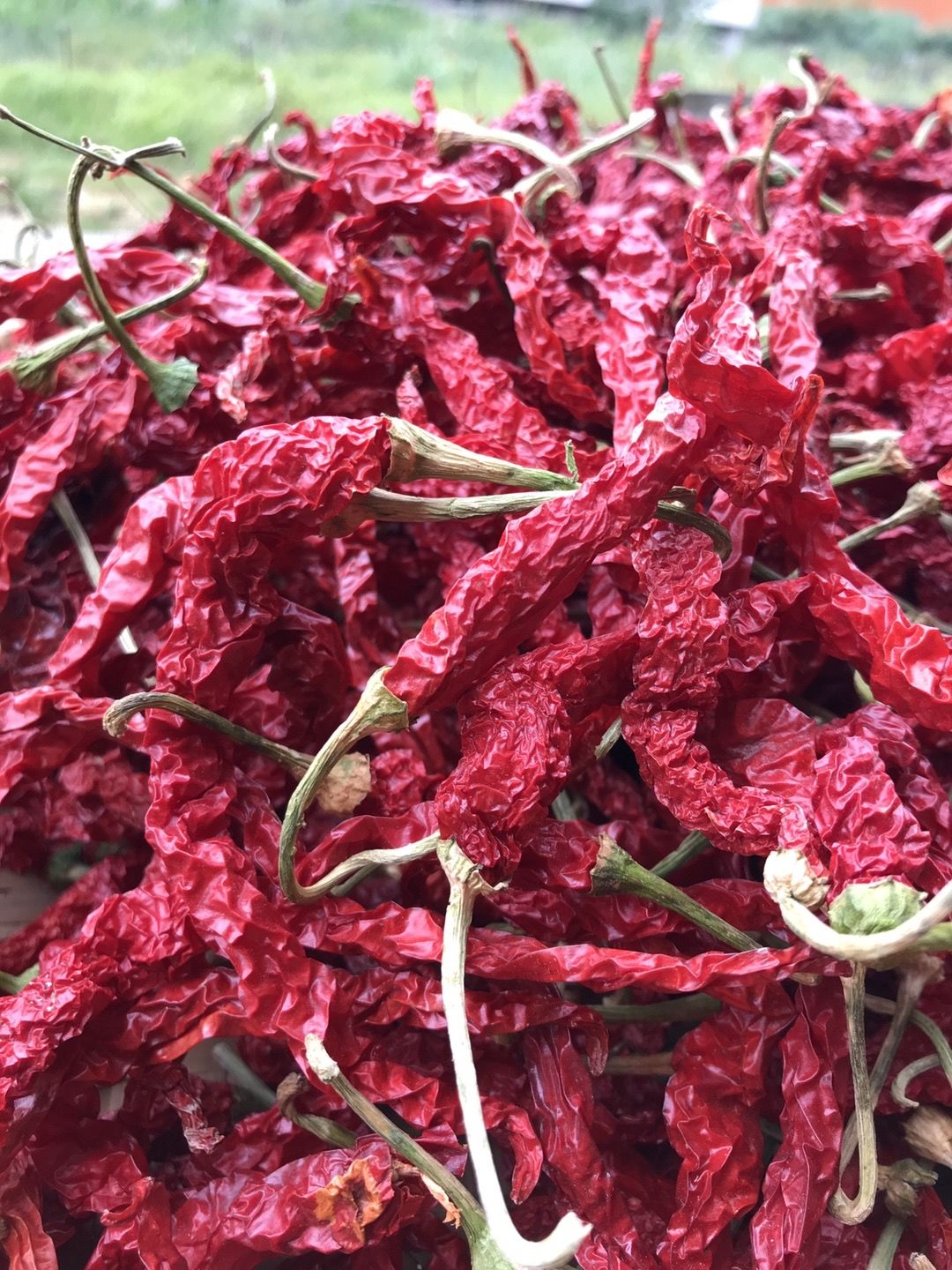 2021年新货干辣椒微辣贵州干辣椒二荆条微辣特香干辣椒香辣微辣新货干