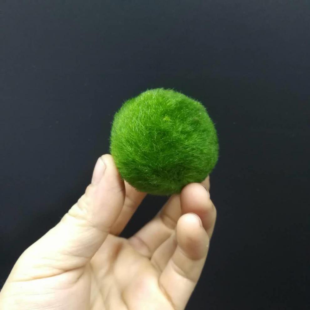 鱼缸水草水族箱造景水草前景草鱼缸活体珍珠陀草水草迷你水草系列 尖