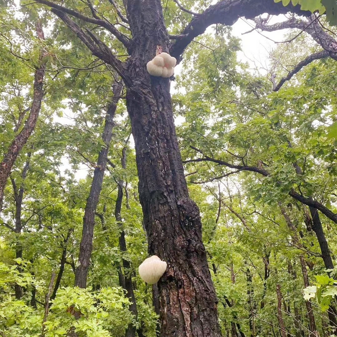 东北野生猴头菇长白山猴头菇无添加特产干货特级一级 长白山野生猴头
